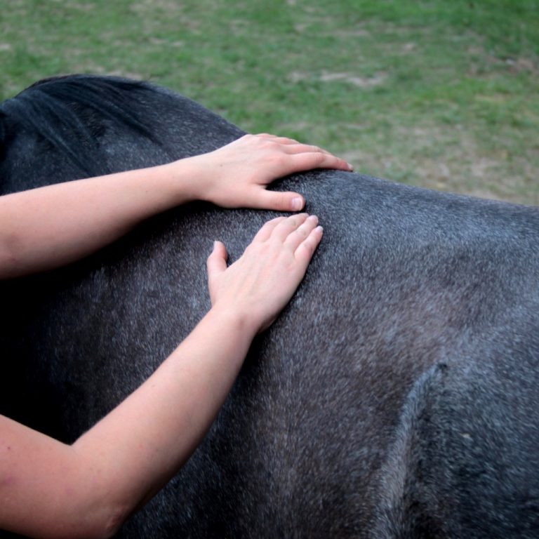 Soin énergétique cheval
