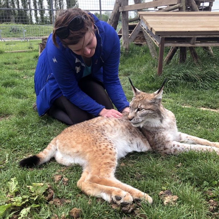 lynx